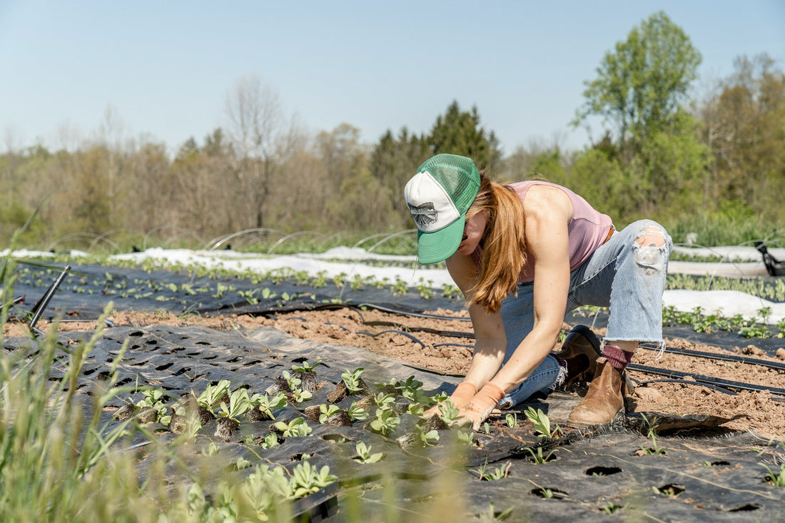 How to Make Your Garden More Sustainable: Ultimate Guide