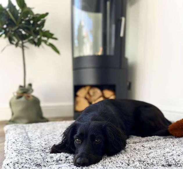 Dog lying on bed with bioethanol fireplace in the background