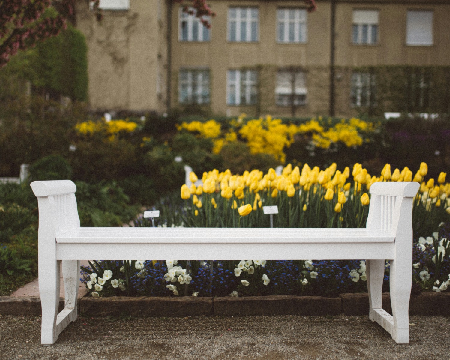 White garden bench amongst yellow flowers