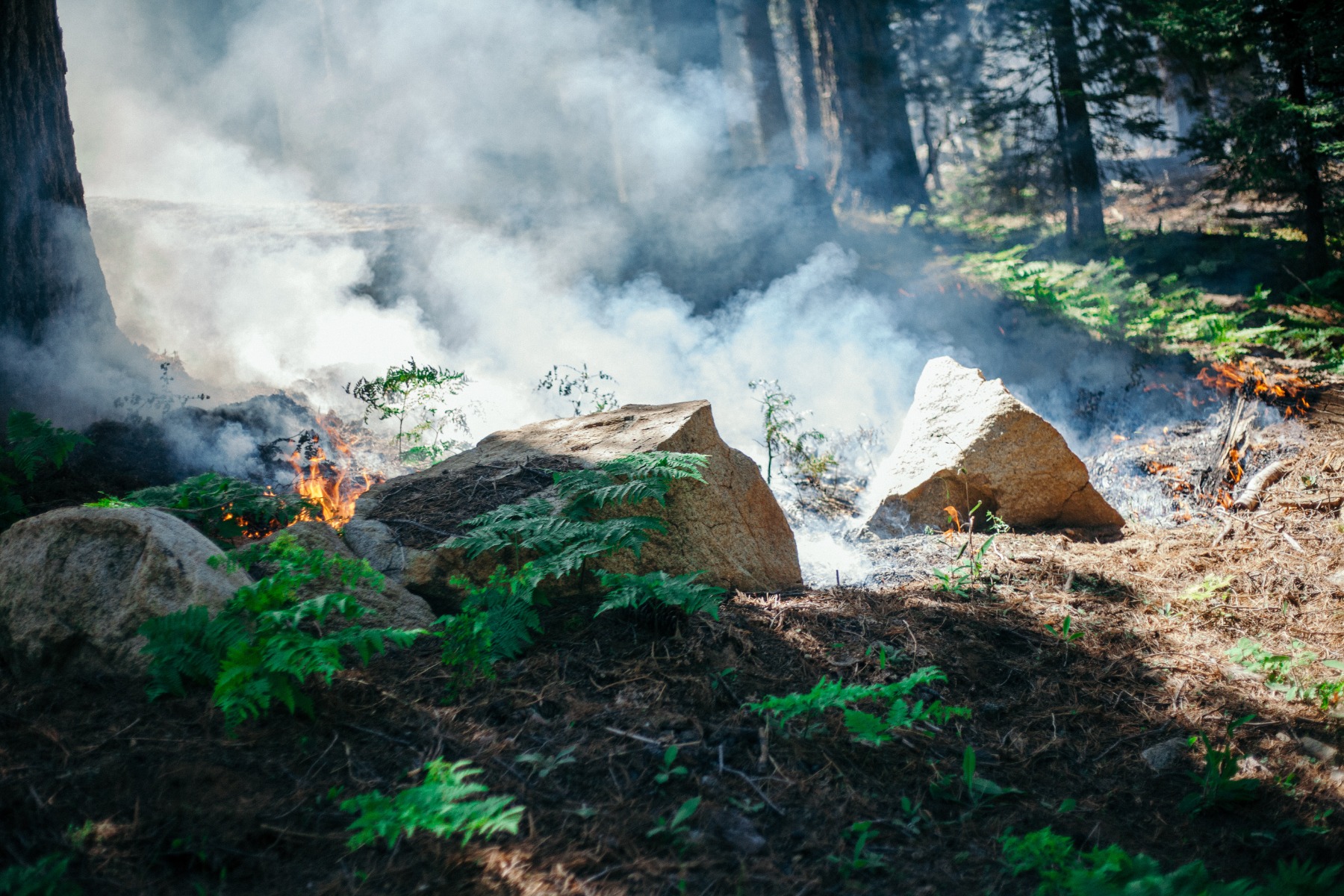 Smoke coming out of burning pieces of wood in a forest