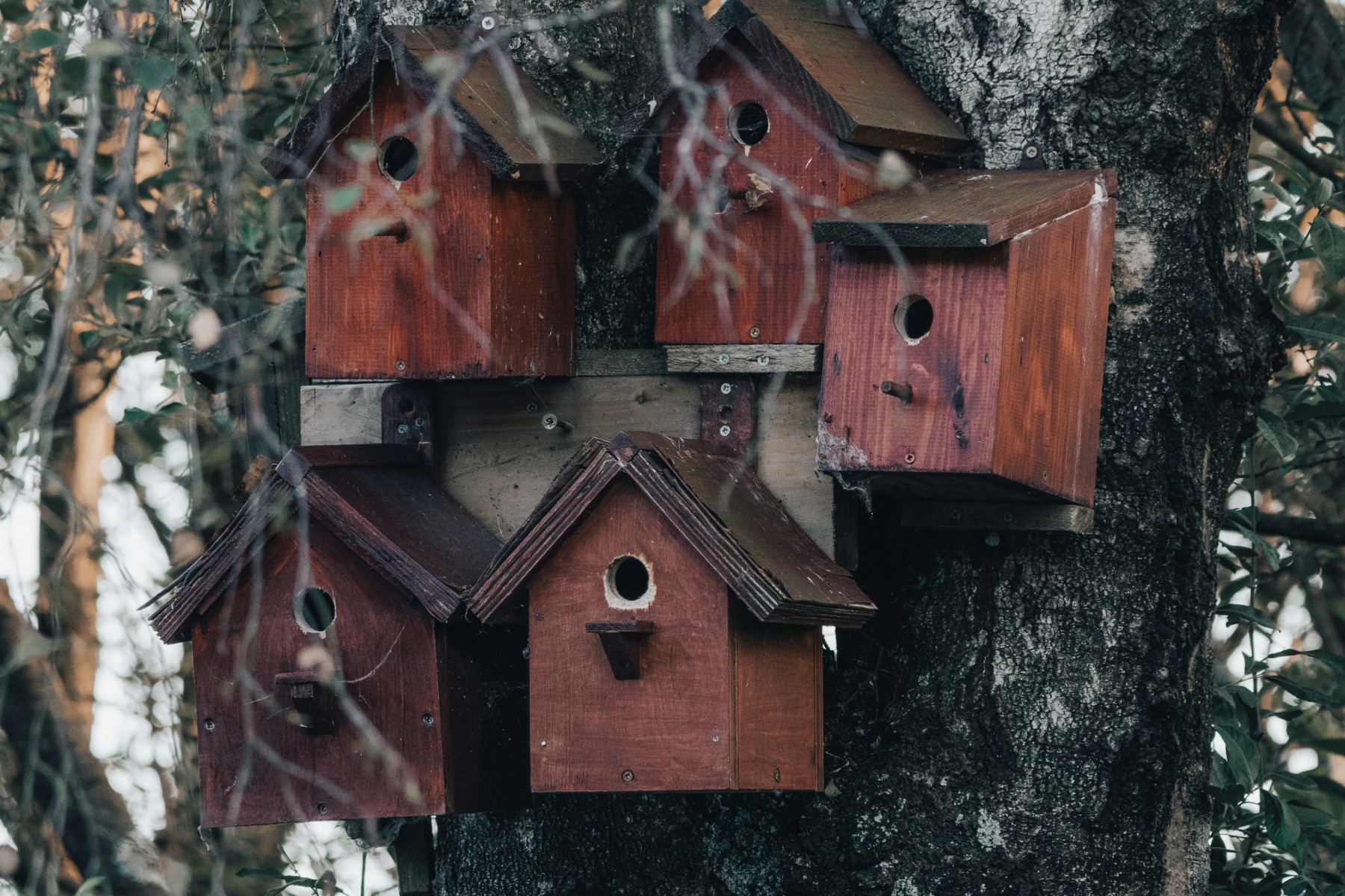 Red bird boxes mounted on a tree