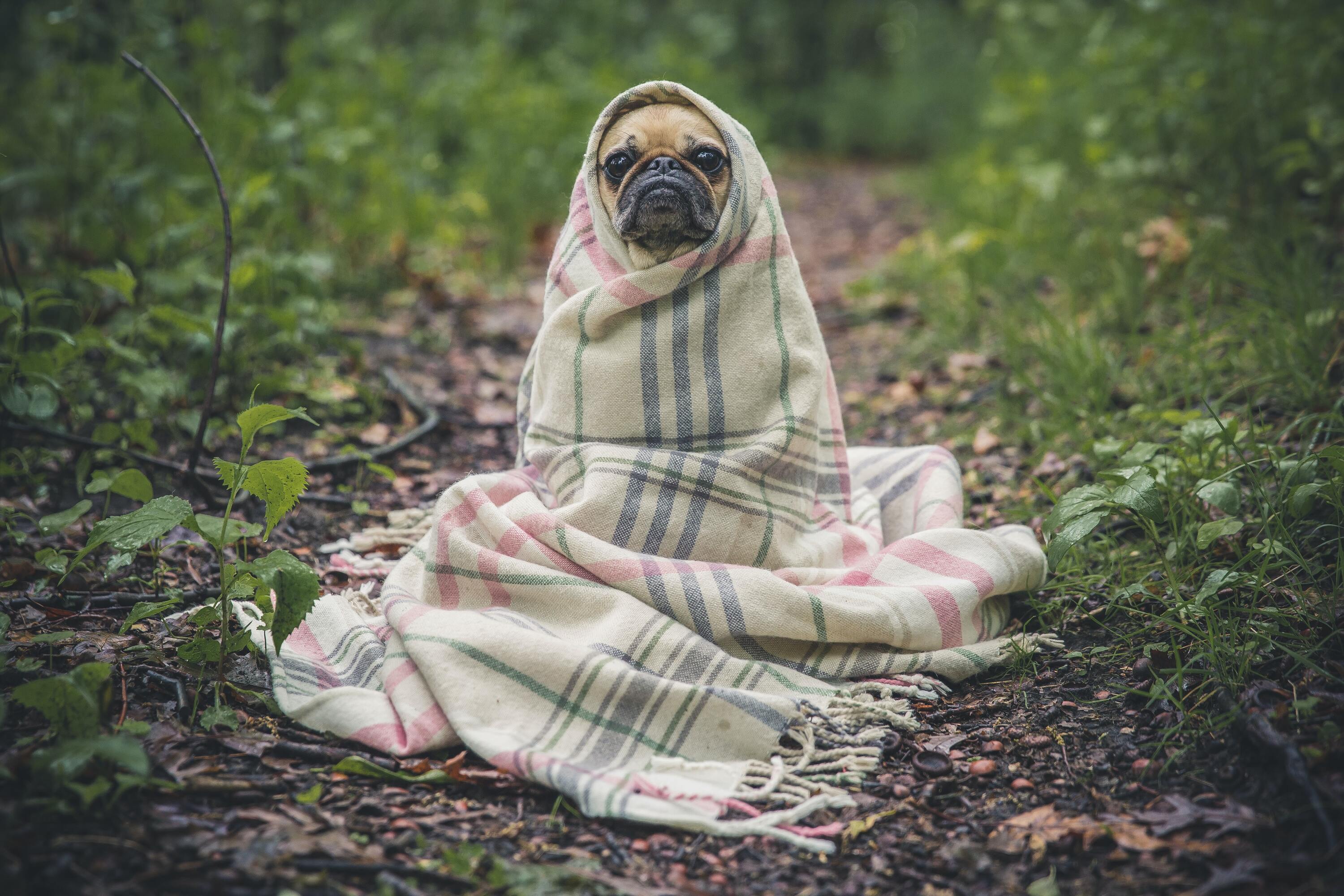 Dog is wrapped in blankets outside in a garden