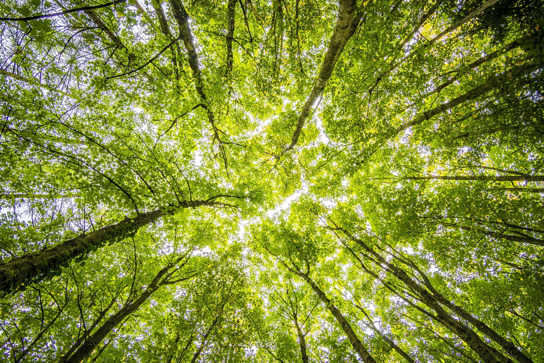 Green trees seen from the ground below
