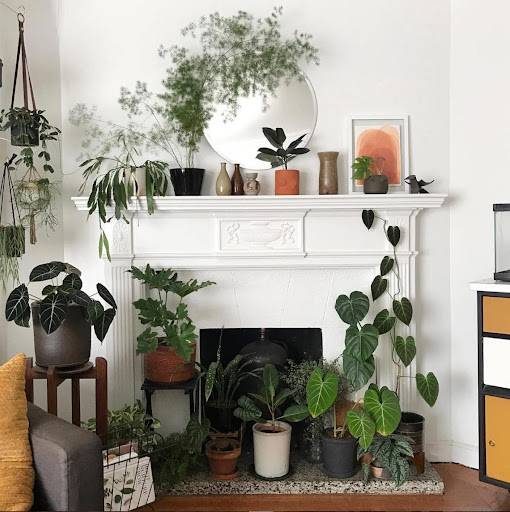 plants in fireplace