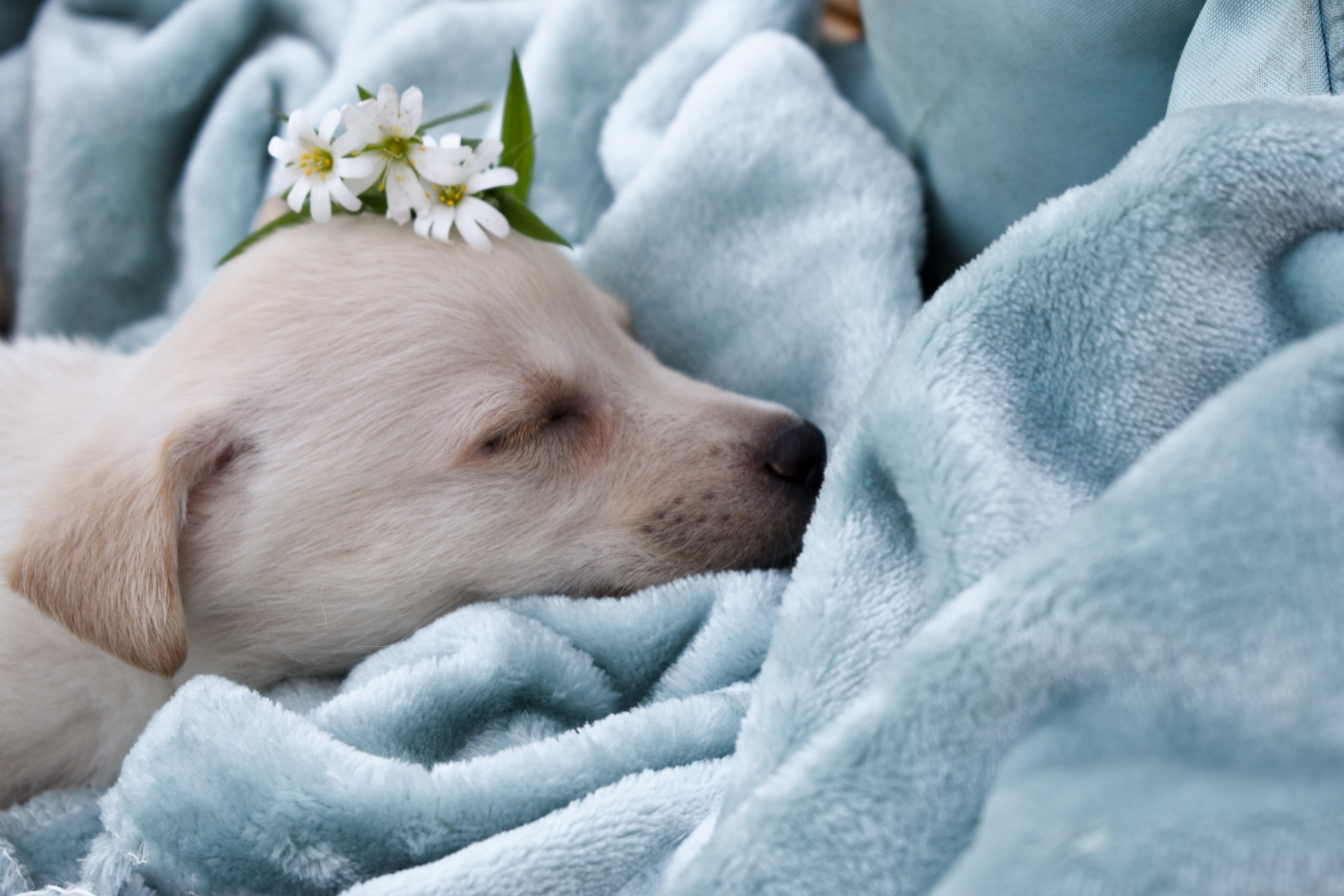 White dog sleeping on blue blanket with flowers on its head