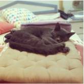 Comfy Haven Cat comfy